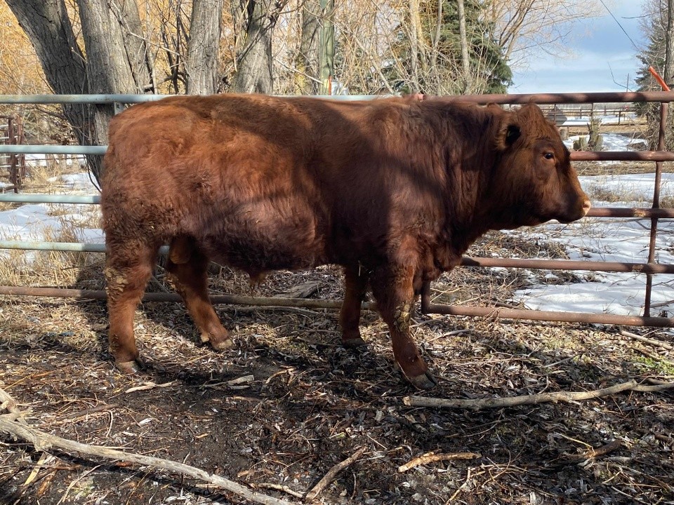 Regular Cattle Sale 9:00am/Sheep & Goats 12:00pm