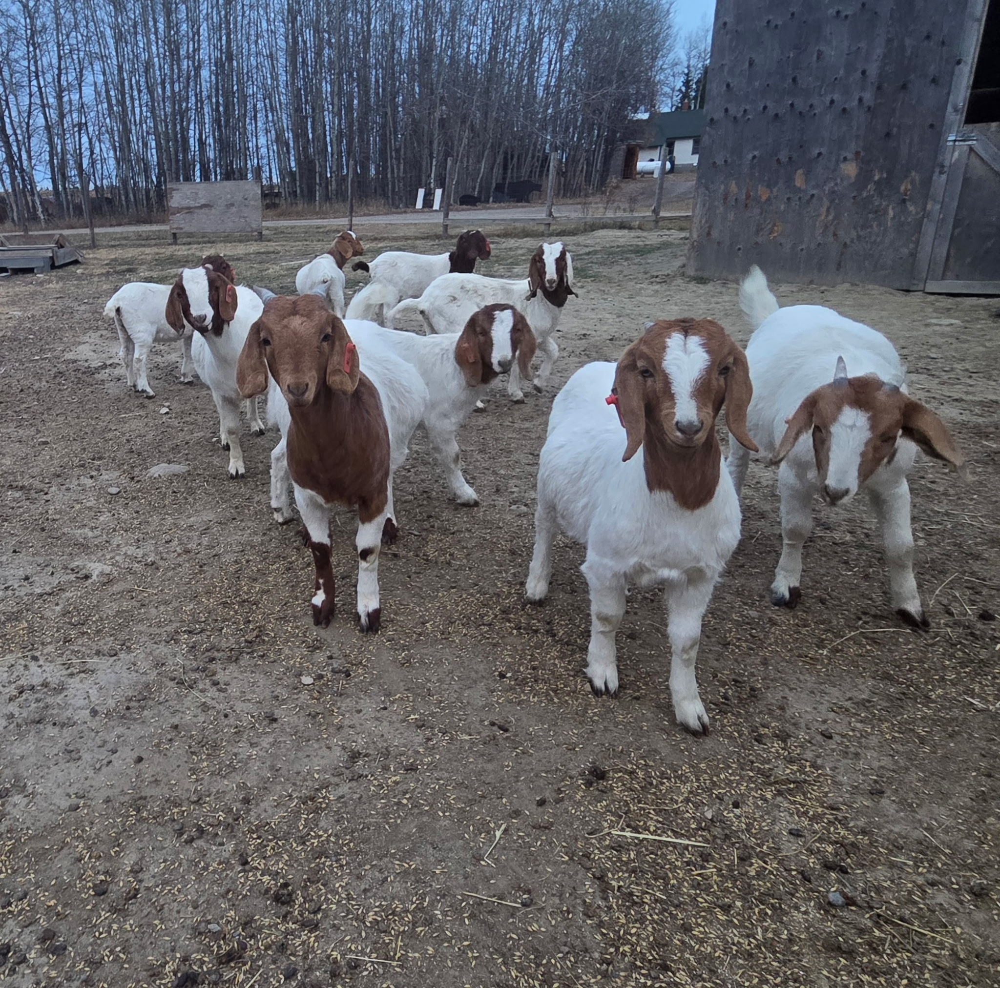 Presort Calf Sale 9:00am/Regular Cattle Sale 12:00pm/Sheep & Goats 12:00pm