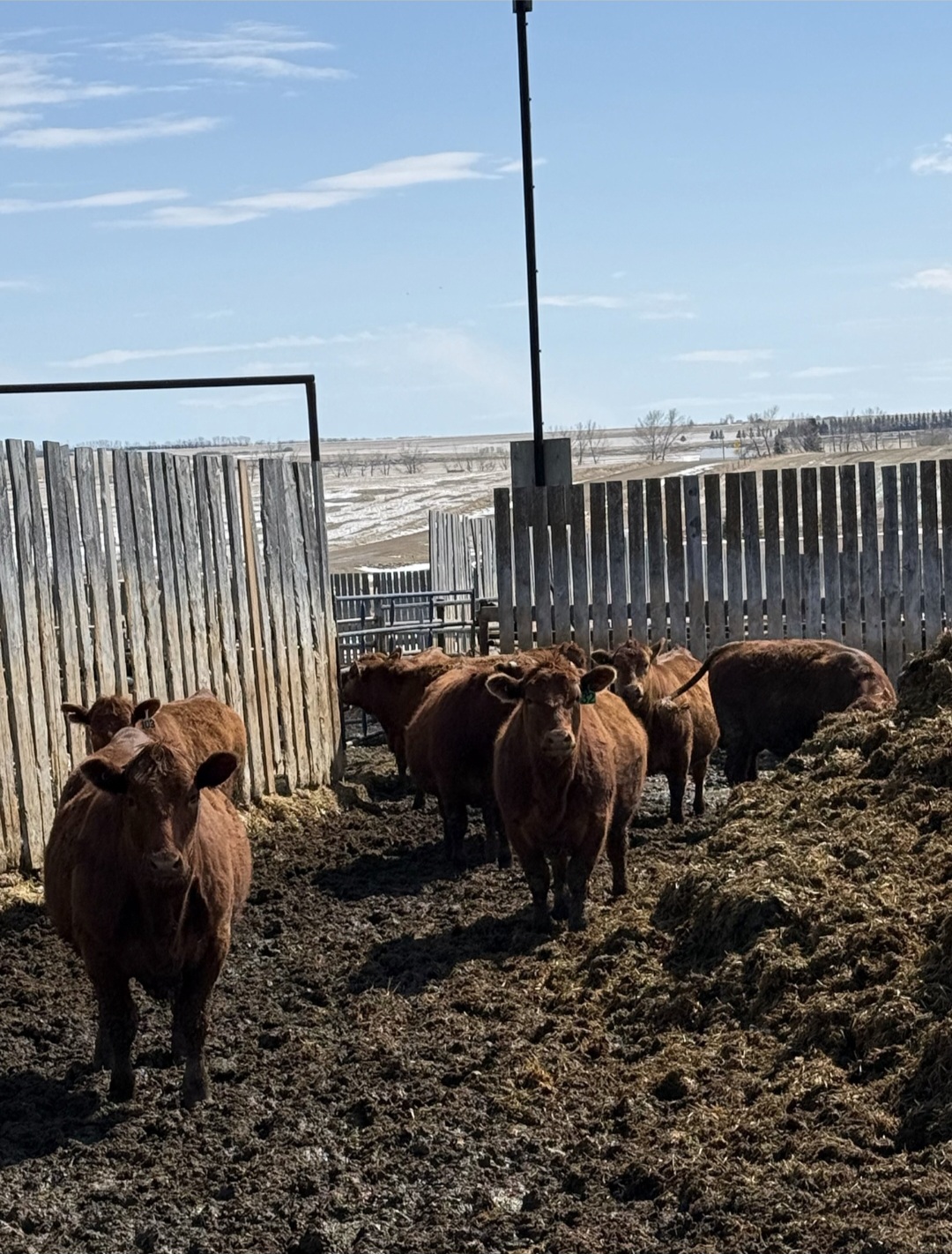 Regular Cattle Sale 9:00am/Palpated Heifers/Sheep & Goats 12:00pm/Hay & Straw 10:00am
